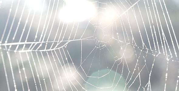 Spiderweb With Water Drops