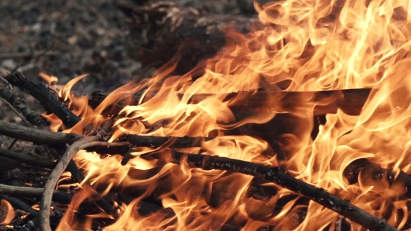 Forest Bonfire Inflaming