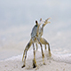 Beach Crab - VideoHive Item for Sale