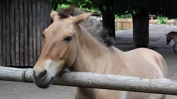  Of Heads Of Przewalski's Horse.