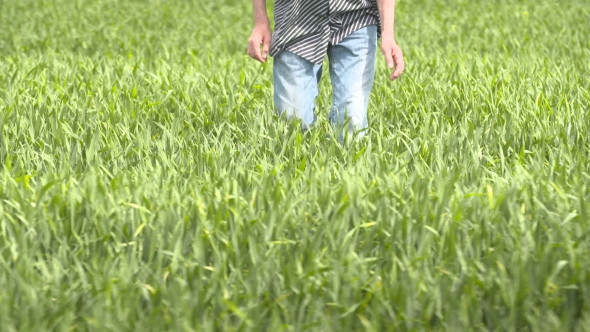 Farmer Walking In Wheat Field At