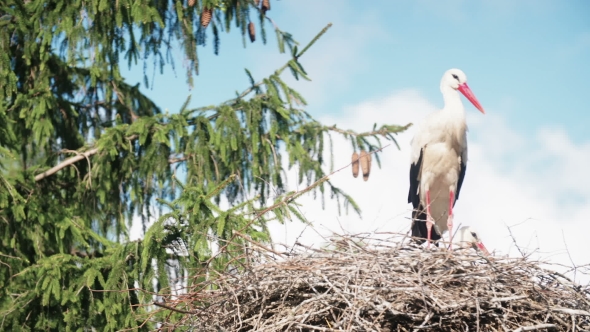 White Storks With Offspring On Nest. The White Stork (Ciconia Ciconia)