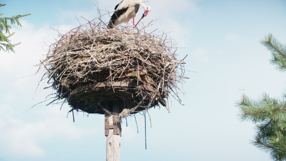 White Storks With Offspring On Nest. The White Stork (Ciconia Ciconia)