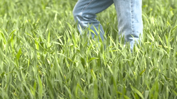 Farmer Walking In Wheat Field