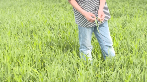 Farmer Checks Cereal, Wheat Before Harvest Time