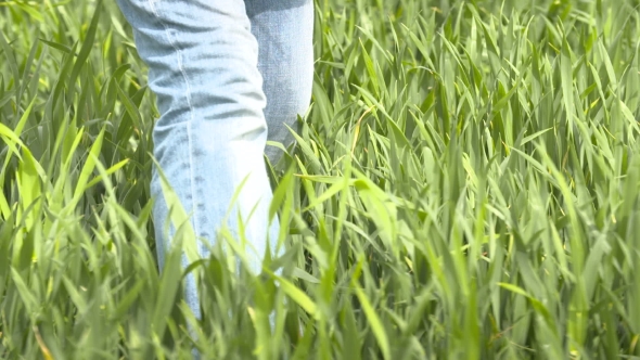 Farmer Walking In Wheat Field