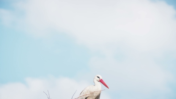 White Storks With Offspring On Nest. The White Stork (Ciconia Ciconia)