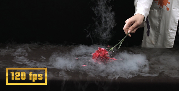 Flower Frozen in Liquid Nitrogen alt