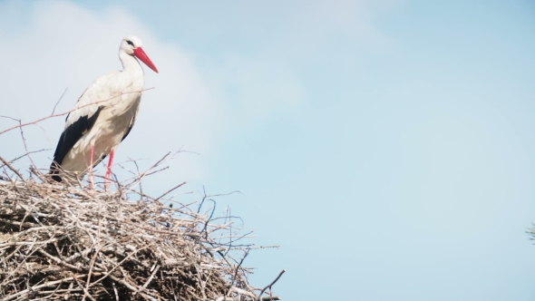 White Storks With Offspring On Nest. The White Stork (Ciconia Ciconia)