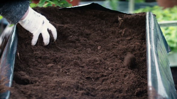 Spring Flowers Planting