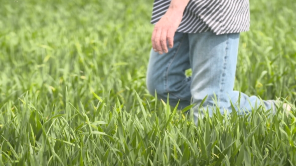 Farmer Walking In Wheat Field At