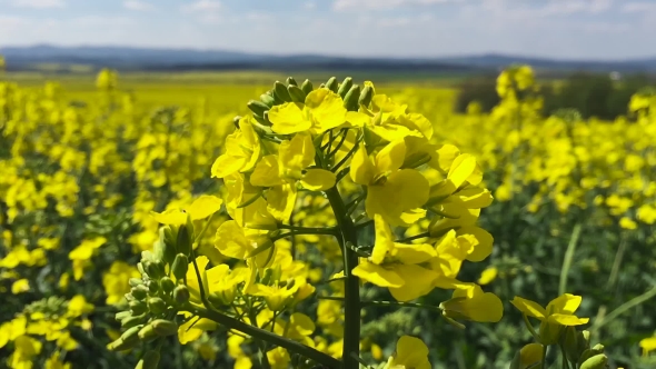 Canola Field. 