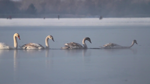 Swans Break Through The Ice-feeding