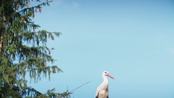 White Storks With Offspring On Nest. The White Stork (Ciconia Ciconia)