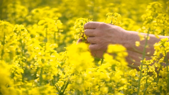 Male Farmer In Oilseed Rapeseed Cultivated Agricultural Field Examining Canola
