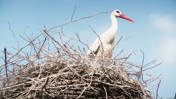 White Storks With Offspring On Nest. The White Stork (Ciconia Ciconia)