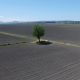 Tree and Fields - VideoHive Item for Sale