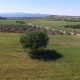 Field and Tree - VideoHive Item for Sale