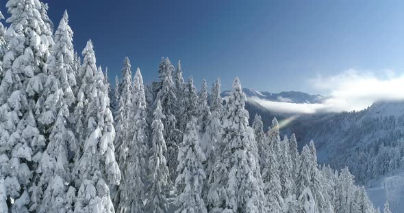 Three Dimensional Snow Capped Trees And Mountain Top Scene Cascade Mountains Washington State