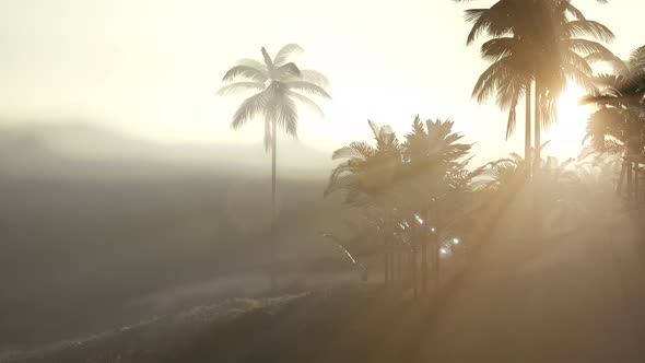 View of the Palm Trees in Fog alt