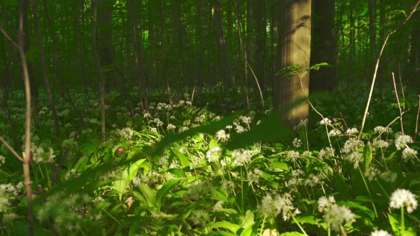 Forest Floor With White Flowers