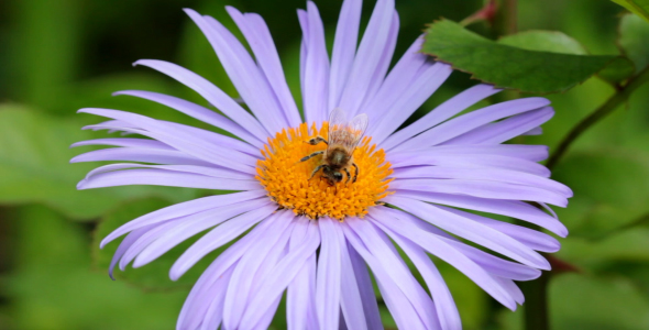 Bee Collects Nectar On The Flowers 3