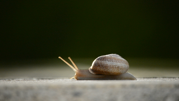 Little Snail Walking
