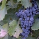 Grapes on the Vine - VideoHive Item for Sale