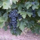 Grapes in Vineyard - VideoHive Item for Sale