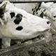 White Cows Into The Cowshed - VideoHive Item for Sale