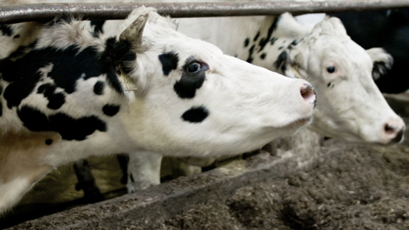 White Cows Into The Cowshed