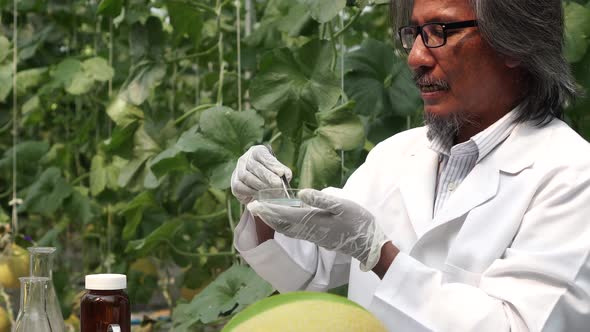 Senior Asian Agricultural Research Scientist Performing Experiment at Melon Farm Field