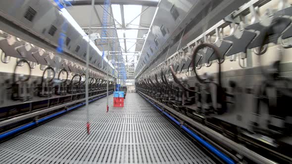 Automated milking line for cows on modern dairy farm