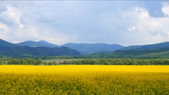 Weather Changing on a Yellow Field of Colza