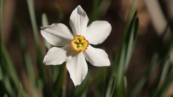 Slow motion of daffodil  plant green background close-up  1920X1080 HD footage - Shallow DOF Narciss