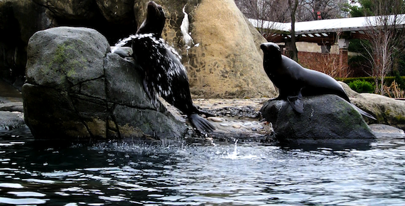 NYC Zoo Seals Playing