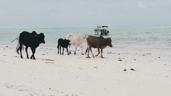 Herd of African Humpback Cows Walks on Sandy Tropical Beach By Ocean Zanzibar