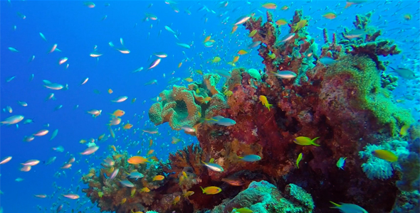 Underwater Glassfish with Blue Water Bacground