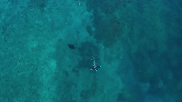 A beautiful Chevron Manta Ray swimming away from people in the blue, clear waters of the Yasawa Isla