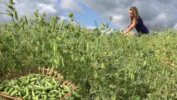 Pick Ripe Peas Pods To Wicker Basket