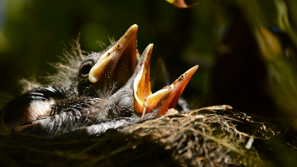 Baby Birds in a Nest