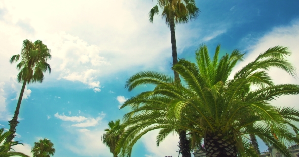 Palm Tree On Blue Sky And White Clouds.  Of Tropical Palmtree