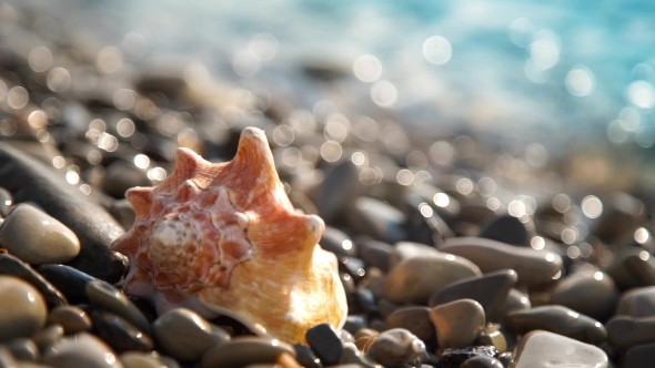 Conch Shell On Pebble Beach