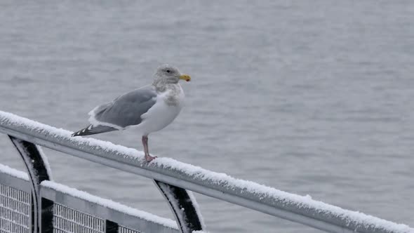 Seagull On Pier Fence In Snow Fall