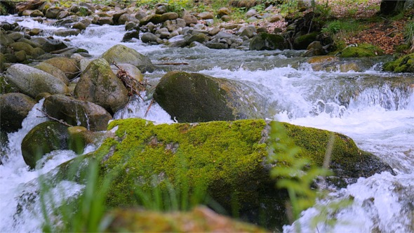 Water in Wild Forest