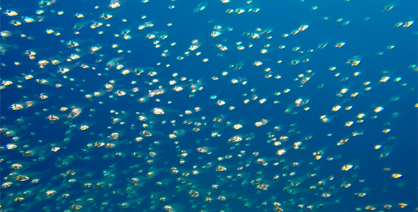 Colorful Glassfish with Blue Water Bacground