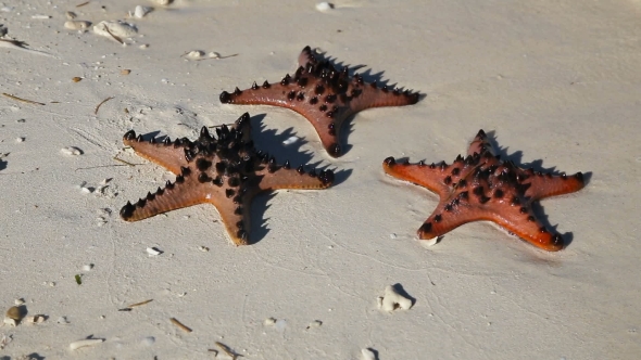 Starfish In The Beach Sand