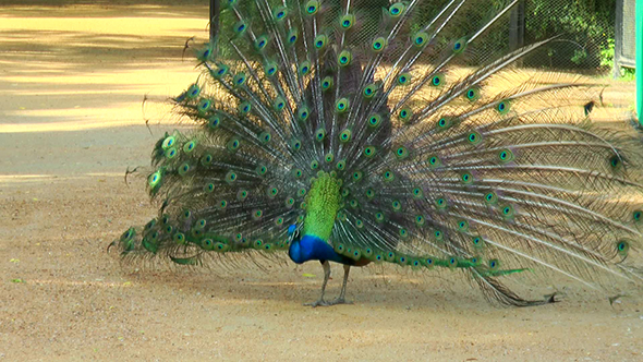 Peacock Feathers Shakes and Spreads Its Tail