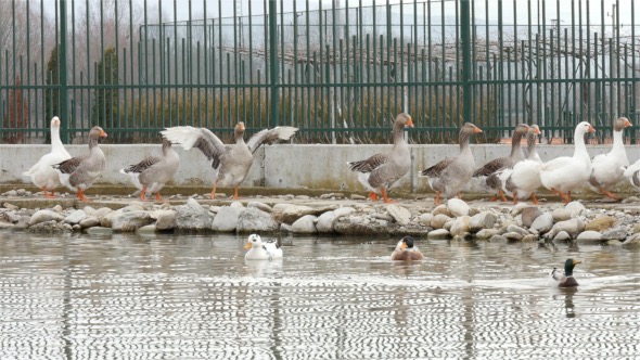 Ducks Cross Lake