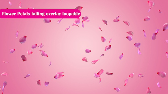 Rose Petals falling